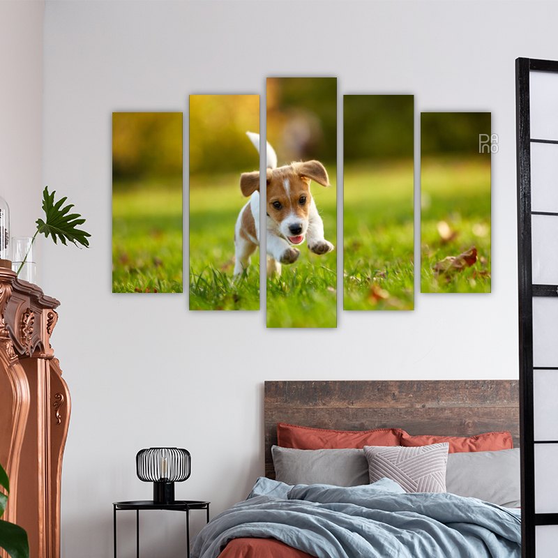 Jack Russell Terrier – reference image 3