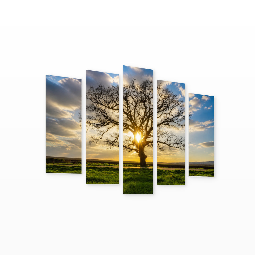 Large Tree in a Field in Serene Light — five-panel wall art on white background in perspective | 5wallart 52203 M1
