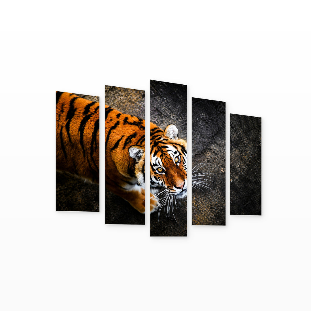 Malayan Tiger with Dramatic Contrast — five-panel wall art on white background in perspective | 5wallart 53494 M1