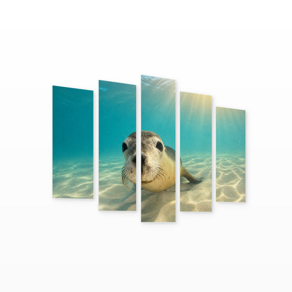 Australian Sea Lion in Blue and Gold — five-panel wall art on white background in perspective | 5wallart 53550 M1