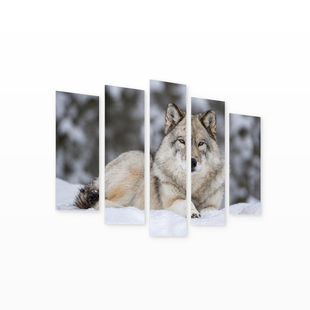 Gray Wolf Lying in Snow in Winter — five-panel wall art on white background in perspective | 5wallart 53919 M1