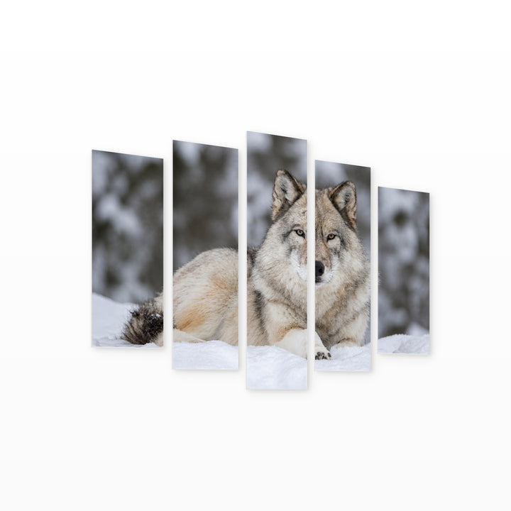 Gray Wolf Lying in Snow in Winter — five-panel wall art on white background in perspective | 5wallart 53919 M1