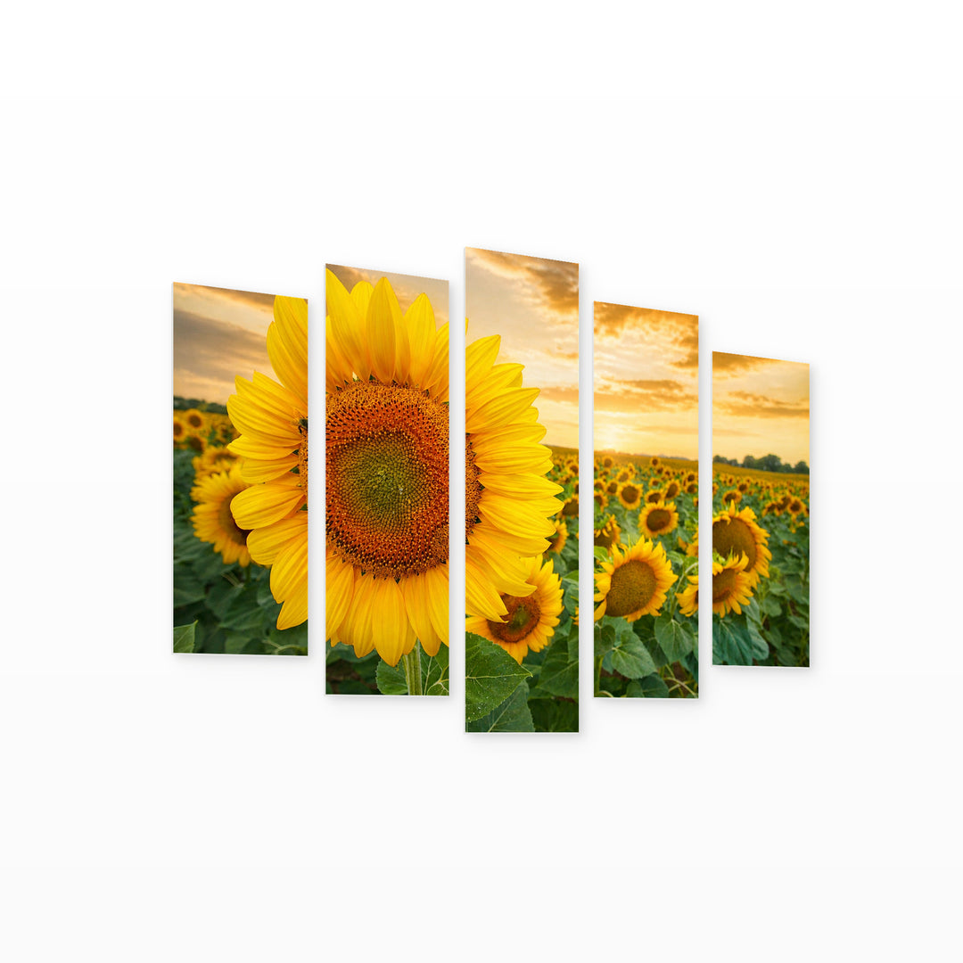 Large Sunflower Botanical Study — five-panel wall art on white background in perspective | 5wallart 54044 M1