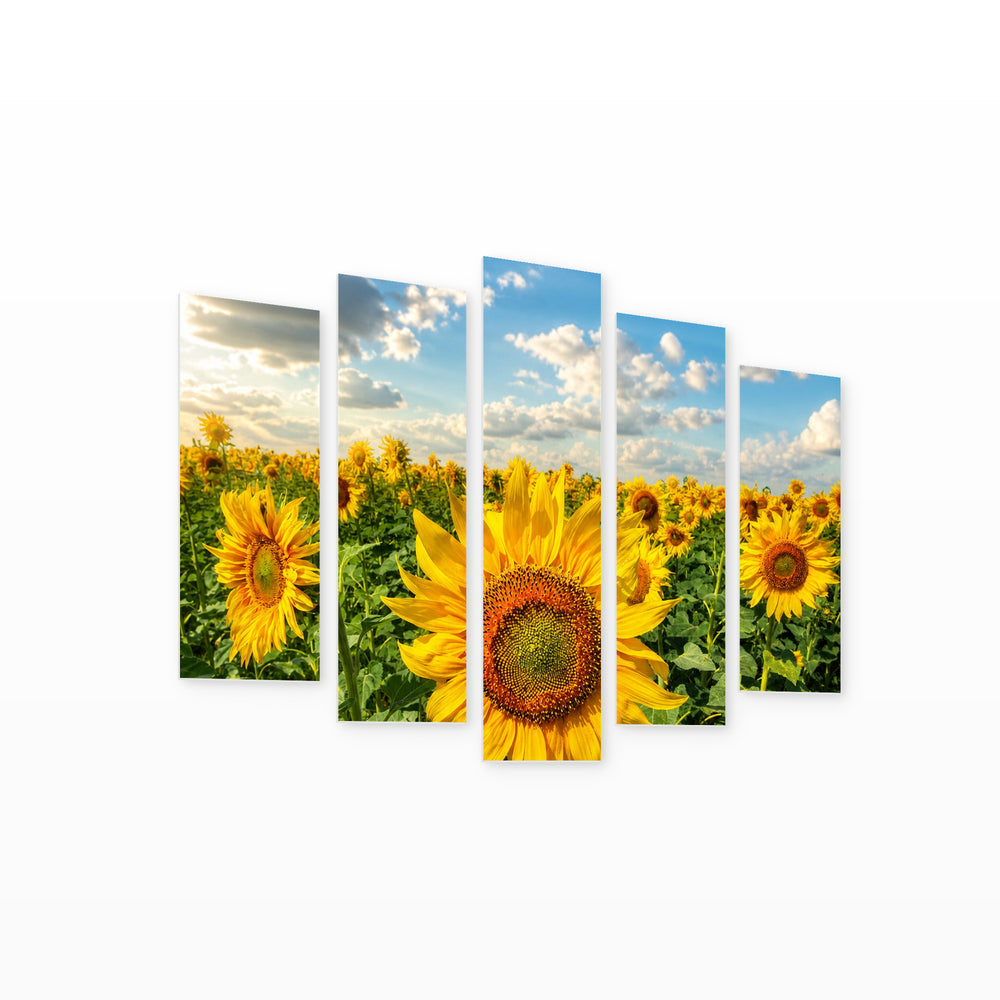 Sunflower Fields in Serene Light — five-panel wall art on white background in perspective | 5wallart 54092 M1