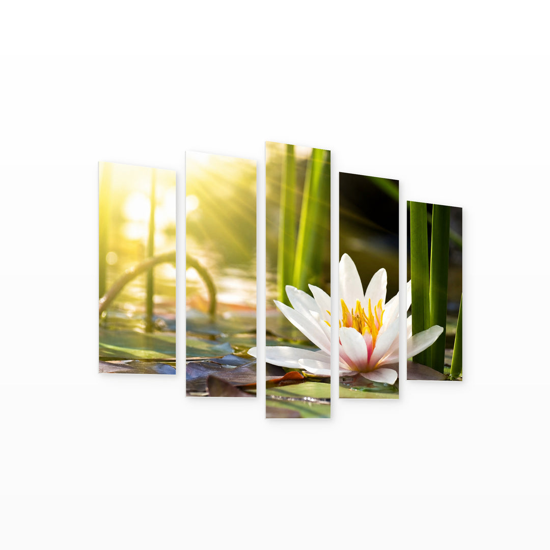 Water Lily in Serene Light — five-panel wall art on white background in perspective | 5wallart 55096 M1