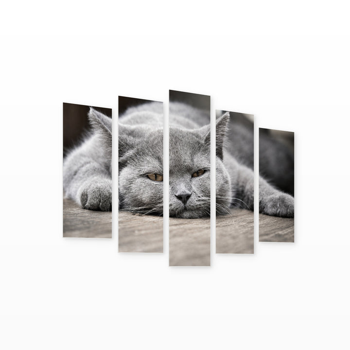 Sleeping Kitten with Geometric Rhythm — five-panel wall art on white background in perspective | 5wallart 55553 M1