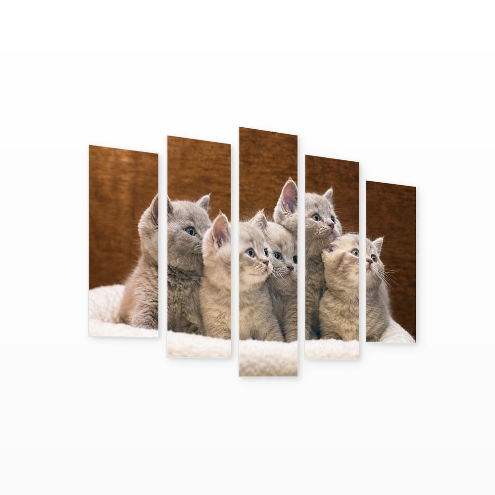 Gray British Kittens in Serene Light — five-panel wall art on white background in perspective | 5wallart 55557 M1