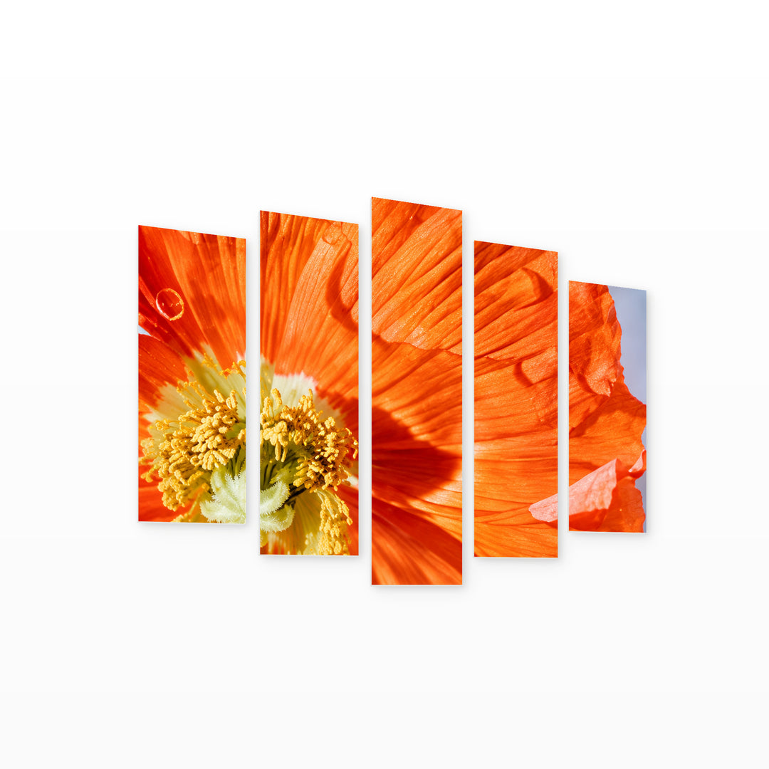 Orange Poppy with Dramatic Contrast — five-panel wall art on white background in perspective | 5wallart 57625 M1