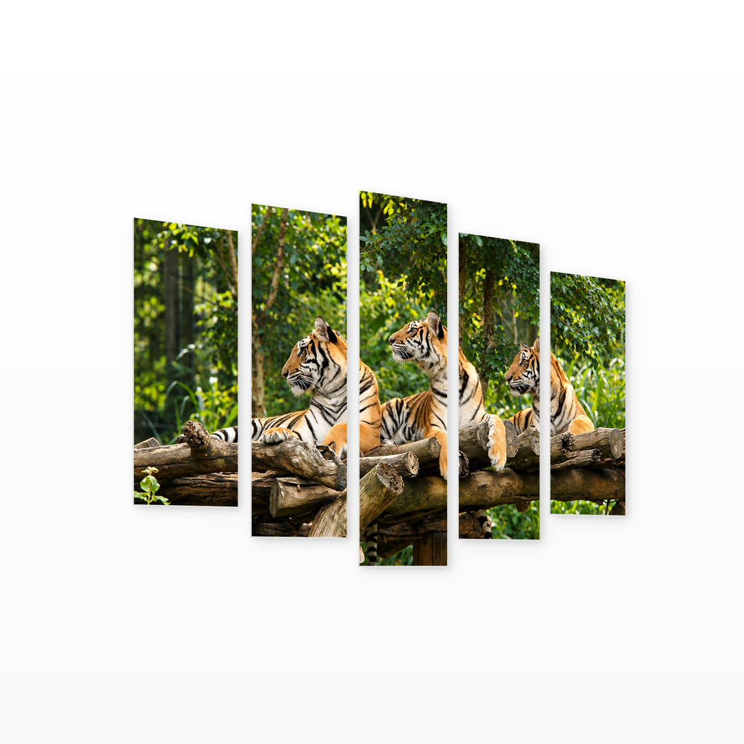 Bengal Tigers with Dramatic Contrast — five-panel wall art on white background in perspective | 5wallart 58131 M1