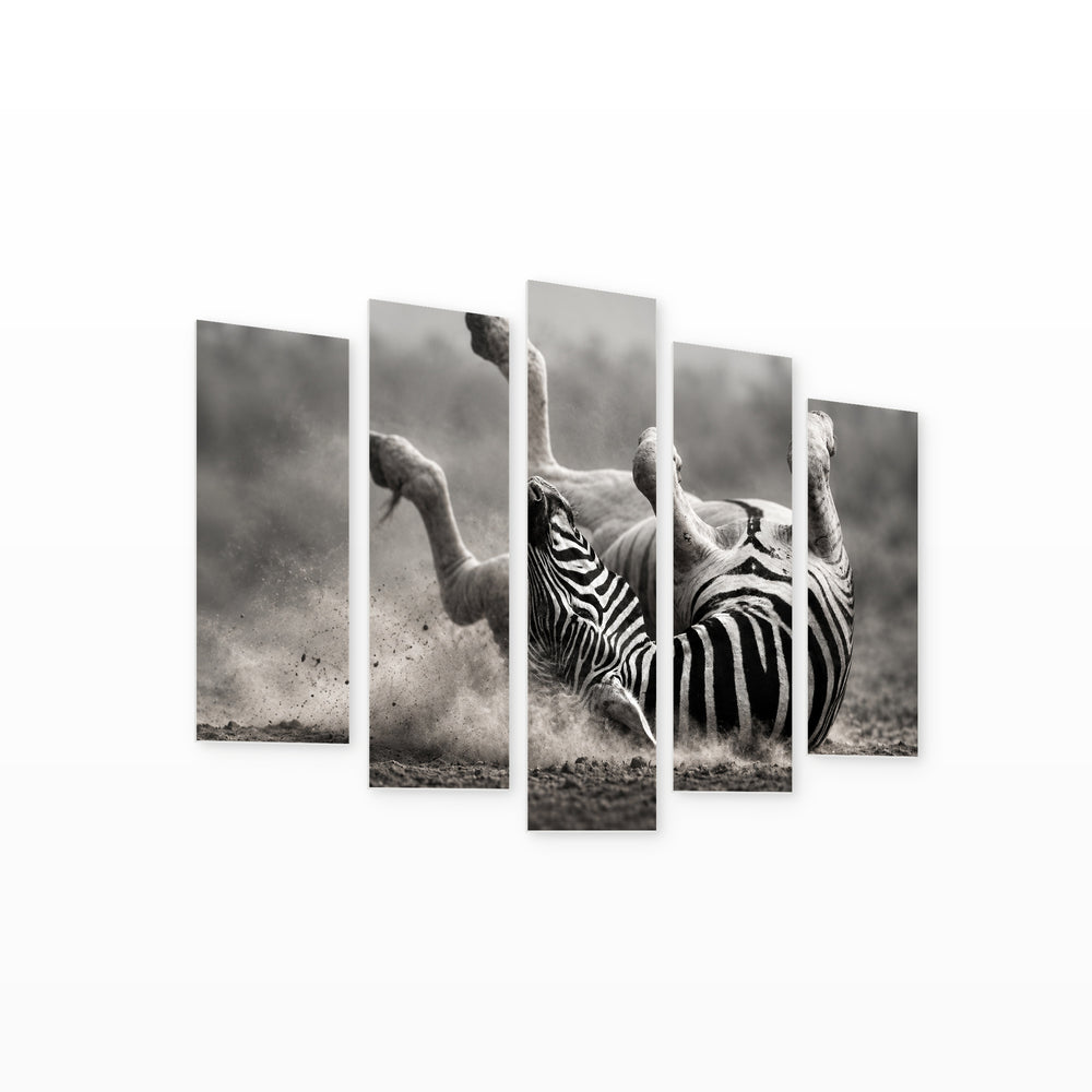Zebra Rolling in the Dust Wildlife Portrait — five-panel wall art on white background in perspective | 5wallart 58135 M1