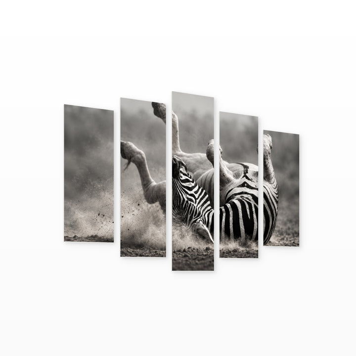 Zebra Rolling in the Dust Wildlife Portrait — five-panel wall art on white background in perspective | 5wallart 58135 M1